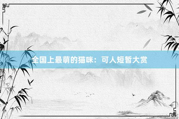 全国上最萌的猫咪：可人短暂大赏